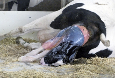 La expulsión del ternero se produce luego de que el feto está bajo condiciones de estrés y de estímulos hormonales para iniciar la contracción del útero. Foto: Infocampo Fases parto vaca, fase prodrómica, fase dilatación, fase expulsión, Etapas parto vaca, síntomas parto vaca, Nacimiento ternero, señales nacimiento ternero, actitud del ternero en el parto, manejo del ternero, manejo del ternero recién nacido, cuidado de la madre al ternero, estimulación temprana del ternero, nacimiento cría bovina, ternero recién nacido, manejo ternero recién nacido, CONtexto ganadero, ganadería colombia, noticias ganaderas colombia