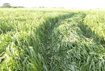 El pasto Toledo es una variante de Brachiaria brizantha que tolera la sequía y tiene buenos niveles de MS y proteína. Foto: zoovetesmipasion.com Pasto Toledo, Brachiaria brizantha Toledo, pasto Toledo contenido de proteína cruda, propiedades pasto Toledo, forraje Pasto Toledo, gramínea Pasto Toledo, propiedades nutricionales Pasto Toledo, formas de suministrar el pasto Pasto Toledo al ganado, ventajas del Pasto Toledo, problemas del Pasto Toledo, parámetros productivos del Pasto pará, CONtexto ganadero, ganaderos colombia, noticias ganaderas Colombia