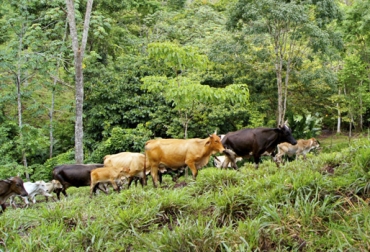 La ganadería permacultural implica una producción perdurable en el tiempo con técnicas amigables con el medio ambiente. Foto: blog.ciat.cgiar.org Ganadería permacultura, ganadería permacultural, Ganadería regenerativa, Ganadería Sostenible, permacultura Colombia, concepto permacultura, ganadería permacultura Colombia, producción ganadera sostenible, producir carne sostenible, producir leche sostenible, producir alimentos sostenibles, CONtexto ganadero, ganaderos colombia, noticias ganaderas colombia