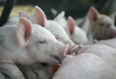 Con la Ley 623 de 2000, el Congreso de la República declaró la erradicación de la Peste Porcina Clásica de interés social nacional. Foto: ica.gov.co peste porcina colombia, peste porcina clásica, programa erradicación peste porcina clásica, programa control y erradicación peste porcina clásica, peste porcina clásica colombia, PPC, porkcolombia, vacunación contra peste porcina clásica, ICA peste porcina, Instituto Colombiano Agropecuario, Ganadería, Ganadería colombiana, noticias ganaderas, noticias ganaderas colombia, CONtexto ganadero
