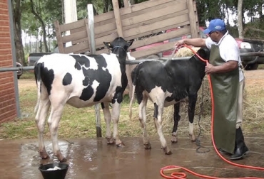 La selección, alimentación, amanse y salud son aspectos a tener en cuenta si quiere participar en una feria ganadera. Foto: Youtube.com Ganadería, ganadería colombiana, ganadería Colombia, contexto ganadero, noticias ganaderas, preparación animales ferias, como se prepara un animal feria, recomendaciones animales ferias, tiempo preparación animal ferias, cabestro, amanzar animal, salud animal, alimentación animal, ganaderos, agroexpo, ferias, ganaderos colombianos