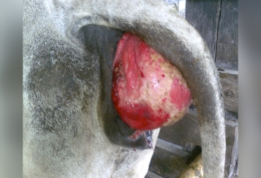 La metritis y la endometritis son 2 tipos de inflamación del tracto uterino en bovinos. Foto: fotografiaveterinaria.wordpress.com Inflamación del tracto uterino en vacas, inflamación útero vacas difícil detectar, inflamación útero vacas, detectar inflamación útero vacas, útero hembra bovina, inflamación útero clínica, inflamación útero subclínica, Endometritis bovina, endometritis en vacas, endometritis y metritis, enfermedades del útero en vacas, enfermedades útero bovino, enfermedades de ovarios de las vacas, CONtexto ganadero, ganaderos colombia, noticias ganaderas colombia