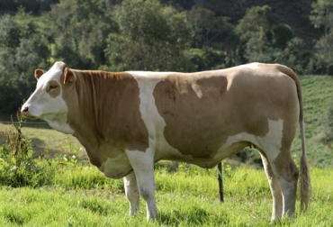 La raza simmental ha logrado posicionarse en Colombia por su facilidad para producir carne y leche. Foto: El Cigarral Ganadería, ganadería colombia, Ganadería colombiana, CONtexto ganadero, noticias ganaderas, ganado Simmental, raza simmental, bondades raza simmental, rusticidad raza simmental, pesaje raza simmental, fertilidad raza simmental, producción carne raza simmental, producción leche raza simmental, beneficios raza simmental, característica raza simmental, ganaderos colombia, simmental colombia