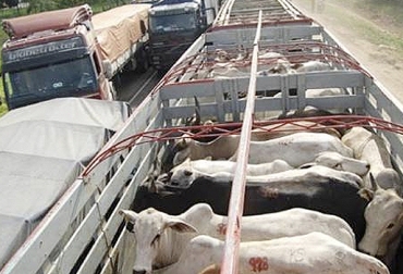 El buen manejo animal, permite que los animales tengan menos dificultades y presenten menos complicaciones en el momento de su traslado. Foto: Perulactea Deficiencias, estandandares, bienestar animal, transporte, animales, ganado, ganadería, distención estomacal, deshidratación, lesiones, peleas, sol, lluvia, carrocería, mejora, pisos, cumplimiento, requisitos, ICA, necesarios, Ministerio de Agricultura, Colombia, FAO, CONtexto ganadero la mejor información de la ganadería en Colombia.