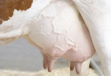 El cuidado de la ubre de la vaca influye en la cantidad de leche que pueda recibir la cría y que pueda dar para el consumo humano. Foto: Ganaderia .com Fases, mamogénesis, lactogénesis, galactopoyesis , secado, ubre, leche, producción, funcionalidad, secreción, glándulas mamarias, vaca, producción de leche, calostro, estimulación, estimular, lactancia, preñez, Fisiología de la glándula mamaria de la vaca, CONtexto ganadero, ganaderos Colombia, noticias ganaderas Colombia