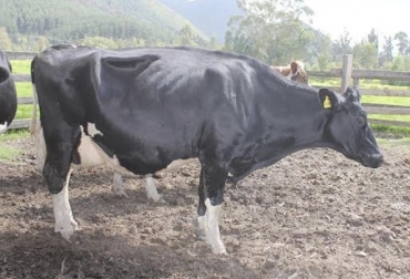 En algunas zonas de Antioquia y La Guajira la sequía se ha prolongado más de la cuenta, sin embargo, el ciclo no se suspenderá en esas zonas. Foto: CONtexto ganadero. Aftosa, cambios en programación, Colombia, certificación, libre de aftosa, cumplimiento, sequía, problemática en regiones, animales, condiciones de animales, lluvias, no hay agua, falencias, ganado, ganaderos, comités, Fedegán, Colombia, departamentos, costa, forrajes, verano, obligaciones, CONtexto ganadero, ganaderos Colombia, noticias ganaderas Colombia
