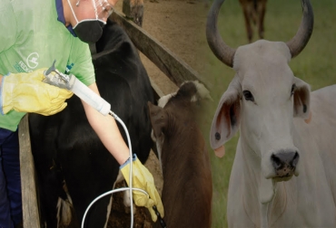 Este ciclo es de gran importancia para el país y para todos los ganaderos de Colombia, por eso se recomienda seguir las indicaciones y realizar las vacunaciones para así entre todos recuperar el estatus de país libre de fiebre aftosa con vacunación. Foto: Fedegán Fiebre aftosa, focos, componentes, Fedegán, Fedegan, FNG, Fondo Nacional del Ganado, vacunación ciclo de vacunación, revacunación, importancia, zonas de riesgos, focalizar, priorizar, Ministerio de Agricultura, ICA, libre, certificación libre de adtosa con vacunación, años, notificó, programa nacional de erradicación de fiebre aftosa, ganaderos, compromisos, , CONtexto ganadero, ganaderos Colombia, noticias ganaderas Colombia