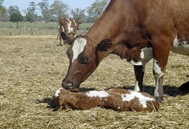 Con el lamido, la vaca estimula la circulación periférica y la respiración profunda de su cría recién nacida. Foto: veterinariargentina.com Lamido vaca ternero, lamido ternero, lamer ternero, Nacimiento ternero, lamido vaca, parto de la vaca, cría, ternero, vaca, hembra, madre, manejo del ternero, manejo del ternero recién nacido, cuidado de la madre al ternero, nacimiento cría bovina, ternero recién nacido, manejo ternero recién nacido, cuidado de la madre al ternero, estimulación temprana del ternero, CONtexto ganadero, ganadería Colombia, noticias ganaderas Colombia
