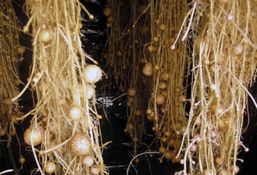 En el sistema de aeroponía, que es un sistema sin suelo, existen unos modelos en el que sobre un icopor se perfora y se coloca las plantas que vienen de laboratorio ya endurecidas y la raíz queda en el aire, indicó el profesional. Foto: Agriculturers.com Agrosavia, conocimiento, experiencia, investigaciones, momentos, papa, hortalizas, lechagas, hidroponía, aeroponía, sistema sin suelo, modelos, icopor, plantas, riego de nutrientes, laboratorio, ICA, aire, agropecuaria, reproductivos, finalmente, multiplicación invitro, ciclos, semilla buena calidad, tubérculos, mini tubérculos, campo, siembra, CONtexto ganadero la mejor información de la ganadería en Colombia.