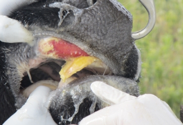 La fiebre aftosa es una enfermedad viral aguda y muy contagiosa, que afecta a especies de pezuña partida; y no afecta a los humanos.Foto: cresa.cat aftosa, ciclo de vacunación, Fedegán, FNG, ICA, MinAgricultura, ganadería, bovinos, ganadería colombia, colombia,CONtexto ganadero
