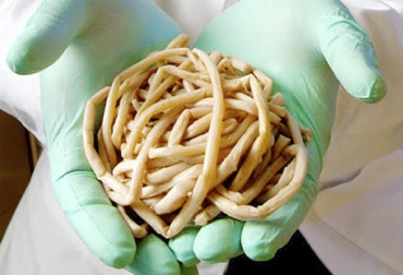 La ascaridiadis es producida por un gusano que entra al intestino del animal y produce problemas pulmonares y digestivos. Foto: youna.es Ganadería, ganadería colombiana, ganadería Colombia, contexto ganadero, noticias ganaderas, noticias ganaderas Colombia, ascaridiasis porcina, ascaridiasis, tratamiento ascaridiasis, causa ascaridiasis, síntomas ascaridiasis, prevención ascaridiasis, via trasmisión ascaridiasis, diagnostico ascaridiasis, porcinos, porcicultura, sector porcícola, porcicultores, ganaderos, ganaderos colombia