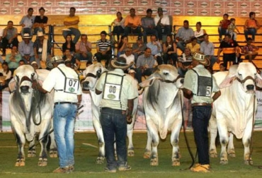 Asocebú planea llevar mpás de 400 ejemplares de raza Gyr, Guzerá, Brahman para Agroexpo 2019. Foto: vanguardia.com Ganadería, Ganadería colombiana, ganadería colombia, CONtexto ganadero, noticias ganaderas, noticias ganaderas colombia, Agroexpo 2019, asocebú en agroexpo 2019, preparación asocebú para agroexpo, Echando raíces, cebú, vaca, ganado cebu, razas cebuinas, brahman, Gyr, Guzerá, ganaderos, ganaderos colombia