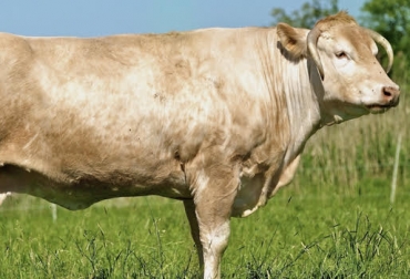 Más de 1.300 animales son los que tiene Colombia de la raza Blonde d'Aquitaine. Foto: blonde-d-aquitaine.blogspot.com Ganadería, ganadería colombia, Ganadería colombiana, CONtexto ganadero, noticias ganaderas, noticias ganaderas colombia, Blonde D’ Aquitaine, raza Blonde D’ Aquitaine, bondades raza Blonde D’ Aquitaine, producción cárnica, producción carne Blonde D’ Aquitaine, ventajas Blonde D’ Aquitaine, altas temperaturas, Blonde D’ Aquitaine y altas temperaturas, ganancia de peso ganado, cruzamiento Blonde D’ Aquitaine, ganaderos colombia, ganaderos
