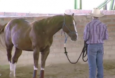 Las medidas de las pesebreras, la alimentación y el manejo sanitario son algunos cuidados que deben tener en cuenta los productores con los equinos. Foto: youtube.com Ganadería, ganadería colombia, ganadería colombiana. Contexto ganadero, noticias ganaderas, noticias ganaderas colombia, equinos, cuidados equinos, cuidados caballos, manejo caballos, manejo equinos, manejo sanitario en equinos, alimentación en equinos, pesebreras para equinos, cascos en equinos, medidas pesebreras en equinos, problemas gástricos en equinos, estomago equinos, productores equinos, productores, ganaderos colombia, ganaderos