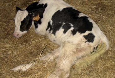 Las crías en hatos productores de leche son más vulnerables a las diarreas porque los animales permanecen juntos más tiempo. Foto: axonveterinaria.net Diarrea neonatal bovina, diarrea en terneros, diarrea ganaderías carne, diarrea ganaderías leche, incidencia diarrea en terneros, 5 pasos prevención control diarrea neonatal, diarrea neonatal, plataforma neonatal, MSD Salud Animal, plataforma neonatal MSD Colombia, prevenir y controlar diarrea en terneros, diarrea neonatal, Contexto ganadero, ganaderos Colombia, noticias ganaderas Colombia