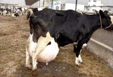 Las vacas primíparas son las más susceptibles de experimentar este fenómeno de forma más severa. Foto: zoovetesmipasion.com Edema de la ubre, edema mamario, edema ubre vacas, causas edema vacas, tratamiento edema vacas, complicaciones edema vacas, causas edema ubre vacas, tratamiento edema ubre vacas, enfermedad ubre vacas, enfermedades bovinas, CONtexto ganadero, ganaderos colombia, noticias ganaderas colombia