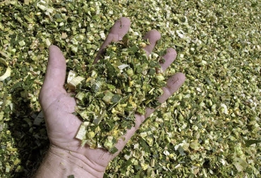 Al momento de realizar el silo, se debe procurar que el corte ideal para alimentación sea mínimo de 0.5 a 1cm. Foto: alltechspain.blogspot.com Ganadería, ganadería colombia, Ganadería colombiana, CONtexto ganadero, noticias ganaderas, noticias ganaderas colombia, silo de maíz, ensilaje de maíz, ensilaje, errores ensilaje de maíz, maíz, errores comunes ensilaje de maíz, silos materia seca, fermentación silos, escogencia semillas silos, ganaderos, productores, productores colombianos