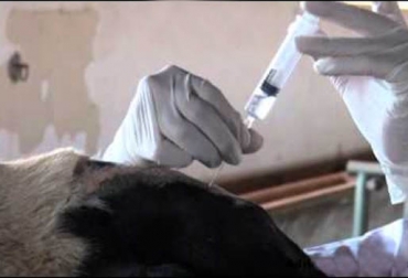 Existen dos tipos de anestesia epidural, una alta y una baja, que hacen referencia a la complejidad del procedimiento y al volumen de la dosis. Foto: Youtube.com anestesia epidural en bovinos, anestesia en bovinos, cirugías a bovinos, procedimientos quirúrgicos en bovinos, Salud Animal, manejo animal, médico veterinario