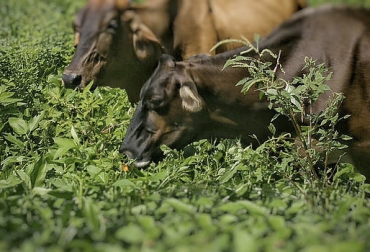 El objetivo de este grupo de ganaderos, es producir eficientemente sin perturbar el medio ambiente. Foto: ganaderiaregenerativa.com Acuaponía, hidroponía, aeroponía, sistema de producción sostenible de plantas y peces, acuicultura tradicional de cría, animales acuáticos, cultivo de plantas, medio ambiente interactivo, circulación de agua, agricultura de vanguardia, triplica la producción, trazabilidad, producto final, Bofish, CONtexto ganadero, ganaderos Colombia, noticias ganaderas Colombia