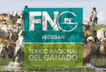 Ganadero, conozca qué es y no es el Fondo Nacional del Ganado. Foto: Alcaldía de Maní Fondo Nacional del Ganado, FNG, Fedegán-FNG, fedegan, Minagricultura, parafiscalidad, administración recursos parafiscales, funciones del FNG, control del FNG