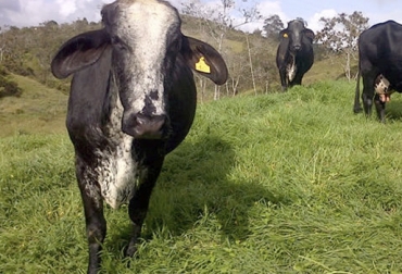 Luego de obtener unas grandes producciones de leche, hay más criadores convencidos de usar Gyrolando en lecherías de trópico bajo. Foto: AGROPAISA SAS Girolando Colombia, Gyrolando Colombia, Venta de ganado, remate de ganado, Girolando Colombia, Gyrolando Colombia, Girolando Plus, girolando sintético, girolando puro, venta de ganado Holstein, Holstein rojo, Holstein blanco, Agropecuaria Chuco, Hacienda San Pedro, Zipaquirá, Girolando Plus, girolando puro, cruces, cruces bovinos, gyr x holstein, Girolando, ganadería colombia, CONtexto ganadero, ganaderos colombia, noticias ganaderas colombia