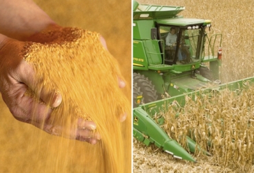 Desde el punto de vista del valor nutritivo, no existen prácticamente diferencias entre el grano ensilado con alta humedad y el seco. Foto: Clarín - Forrajes Gutierrez Grano seco, grano húmedo, grano seco ganadería, grano húmedo ganadería, tipos de grano seco para ganadería, tipos de grano húmedo para ganadería, valor nutricional grano ganadería, granos ganadería, nutrición bovina, alimento para el ganado, grano vacas, alternativas de dietas para vacas lecheras, molienda seca, molienda húmeda, CONtexto ganadero, ganadería Colombia, Noticias ganaderas Colombia