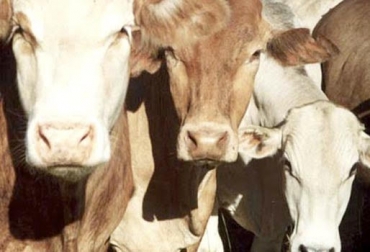 El herpesvirus es causado por un microorganismo que se encuentra en la flora y en el ambiente en que se encuentran los animales. Foto: perulactea.com Ganadería, Ganadería colombiana, ganadería colombia, CONtexto ganadero, noticias ganaderas, noticias ganaderas colombia, herpesvirus, Herpesvirus bovino, papilomatosis, hemovacuna herpesvirus, herpesvirus colombia, herpesvirus recomendaciones, herpesvirus manifestaciones, ganaderos, ganaderos colombia