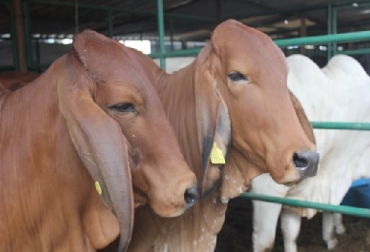 Fedegán-FNG y el ICA, han vacunado contra la fiebre aftosa 15.173. 593 bovinos, cifra que equivale al 54,5 por ciento del hato bovino colombiano. Colombia Primer ciclo de vcunación 2019 contra la fiebre aftosa, Guainía, Fedegán, ICA, 54,5 por ciento del hato bovino colombiano ha sido vacunado contra fiebre aftosa, CONTexto ganadero, noticias ganaderas de Colombia. fiebre aftosa,bovinos
