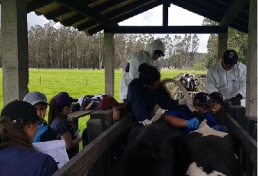 Las pruebas exigidas deberán ser tomadas por médicos veterinarios o médicos veterinarios zootecnistas del ICA o Inspectores pertenecientes a los Organismos de Inspección Autorizados. Foto: ICA ICA, requisitos sanitarios para la entrada de bovinos a las ferias, Agroexpo, bovinos y bufalinos, certificación y recertificación como hato libre de brucelosis bovina, prueba Elisa Competitiva, prueba de Fluorescencia Polarizada, FPA, Peste Porcina Africana (PPA), porcinos domésticos, Comité Nacional de Sanidad Porcina, CONtexto ganadero, noticias ganaderas, Fiebre aftosa, bovinos