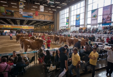 Los mejores animales de la raza estarán en Bogotá. Foto: Cortesía. Ganadería, ganadería colombia, noticias ganaderas, noticias ganaderas colombia, CONtexto ganadero, agroexpo, agroexpo 2019, agroexpo bogotá, ferias, ferias ganaderas, feria agroexpo, corferias, eventos ganaderos,