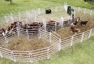 Prácticas sencillas, pero de gran utilidad, para el manejo de animales en los corrales. Foto: Farmquip Instalaciones con esquinas, uso de picanas, no gritar, no usar perros, no apurar, ni perseguir, no golpear, ni azotar, no llenar los corrales o el toril, usar banderas para conducir el ganado, Buenas prácticas ganaderas, bovinos, mejora producción, mejora calidad, prácticas sencillas, carne, leche, ganadero, ganadería, Colombia, departamentos, regiones, México, CONtexto ganadero, ganaderos Colombia, noticias ganaderas Colombia