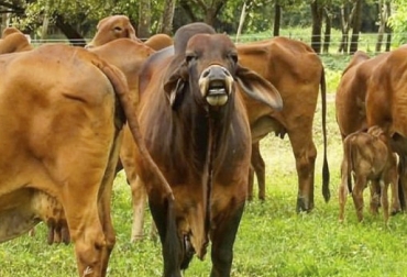 El ganadero puede seleccionar contra ganado salvaje para evitar tener animales irritables que resulten improductivos. Foto: zoovetesmipasion.com Temperamento bovino, efecto temperamento bovino en rentabilidad, producción de carne, producción, temperamento ganadería, temperamento en bovinos, Manejo de bovinos, manejo animal, Impacto del temperamento en bovinos, temperamento productividad bovina, comportamiento, animales irritables, animales dóciles, ganadería, ganadería México, CONtexto ganadero, ganaderos Colombia, noticias ganaderas Colombia