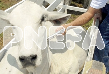 El PNEFA es una política pública integral en Colombia que busca lograr que el país sea certificado nuevamente como país libre de aftosa con vacunación con la ayuda de 13 estrategias. Foto: revistaagrollanos.com aftosa, Ciclo de Vacunación, fedegan, FNG, ICA, Minagricultura, Ganadería, bovinos, ganadería colombia, Colombia, CONtexto ganadero