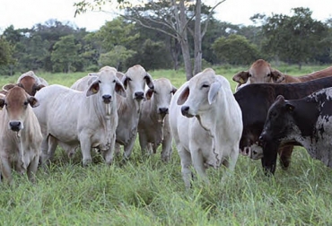 El programa tomó una muestra de 1.500 vacas con cruzamiento taurinos aleatorio. Foto: asocebu.com Ganadería, ganadería colombiana, ganadería Colombia, contexto ganadero, noticias ganaderas, programa mejoramiento genético para carne, fedegán, asocebú, elovución raza brahman, evolución brahman y sus cruces, cruces raza brahman, Blanco Orejinegro, Braunvieh, Limousine, Normando, Simmental, Romosinuano, Brahman Gris, Brahman Rojo y Guzerá, brahman, raza taurina, toros, ganaderos, ganaderos Colombia, ganaderos colombianos