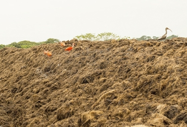 Para suplir la falta de materia seca en ganadería, los productores apelan a los residuos de palma. Foto: entrepalmas.com.co Alternativas para ofrecer materia seca, materia seca ganadería, materia seca ganadería Colombia, Costo Materia Seca Alimentación bovina, costo de suplemento, Cálculo materia seca, cálculo materia seca ganado, fórmulas suministro materia seca al ganado, fórmulas materia seca al ganado, suministro materia seca ganado, consumo materia seca ganado bovino, CONtexto ganadero, ganaderos colombia, noticias ganaderas colombia