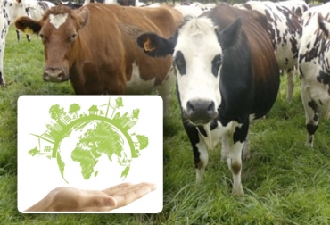 Es posible hacer una ganadería que genere mayores beneficios al medio ambiente, que sea de calidad, y que sea rentable económicamente. Foto: Adiosco2 - Perulactea Ganadería Sostenible, futuro de la ganadería, ganadería rentable, ganadería en colombia, ganadería colombiana sostenible