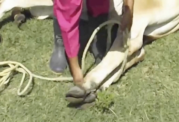 Normalmente, la sujeción se entiende como física, pero existen otro tipo de métodos para ejecutarla. Foto: YouTube sujeción de bovinos, métodos de sujeción de bovinos, manejo animal, bretes para bovinos, tranquilizantes para bovinos, Bienestar Animal, manejo de bovinos, sujeción psicológica, disminución sensorial, empleo de pasillos y barreras para el confinamiento, uso de instrumentos y fuerza física, sedación o inmovilización química, CONtexto ganadero, ganaderos colombia, noticias ganaderas colombia