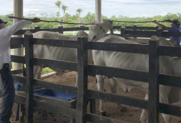 El amanse con una vaca mayor es importante para los animales con temperamento complicado. Foto: Cortesia Ganadería, Ganadería colombiana, ganadería colombia, CONtexto ganadero, noticias ganaderas, noticias ganaderas colombia, temperamento raza brahman, animales dóciles brahman, animales temperamento difíciles brahman, temperamento fuerte animales, practicas de manejo fincas, manejo comportamiento temperamental, ganaderos colombia, ganaderos colombianos