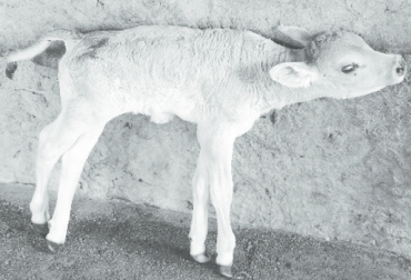 Para que la bacteria llegue al animal y se pueda multiplicar, debe tener una herida o lesión César Jiménez. Foto: ResearchGate Tétano, infección, enfermedad, bacteria género clostridium, Clostridium Tetáni, medio ambiente, tierra, gérmenes telúricos, sintomatología, tratamiento, contracción musculos, patas, manos, posición rigida, caballo de trolla, rígido, dicultad para moverse, CONtexto ganadero, ganaderos Colombia, noticias ganaderas Colombia