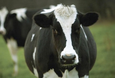 Las vacas tienen vida útil según su raza y producción lechera. Estas pueden vivir y producir por aproximadamente 13 años. Foto: tambero.com vaca, leche, Producción lechera, ganaderos, proyecto, parto, Producción, años de producción, reemplazo, terneras, Terneros, madurez, sometidas, programa, donación, pierden valor, carne, ganado de carne, no sirve como ganado de carne, descarte, descartadas, Colombia, región, Razas criollas, méxico, información, CONtexto ganadero, ganaderos colombia, noticias ganaderas colombia