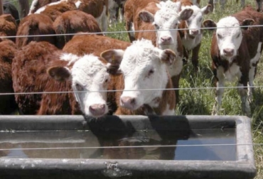 Conozca los factores que determinan la cantidad de agua que se debe suministrar a un vacuno. Foto: suenaacampo.comsigma.ica.gov.co Consumo agua vacas, agua para las reses, agua vacas, ingesta agua vacas, cuánta agua debo dar a cada vaca, Calidad y cantidad de agua que requieren los bovinos, Agua, nutrición, Ganadería, Ganadería colombiana, noticias ganaderas, noticias ganaderas colombia, CONtexto ganadero