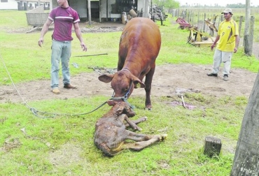 Si bien las anomalías congénitas en bovinos no son frecuentes, sus consecuencias en el hato pueden ser nefastas si no se corrigen a tiempo. Foto: abc.com.py Defectos hereditarios en bovinos, prevención de defectos congénitos, Malformaciones congénitas en bovinos, enfermedades congénitas en bovinos, malformaciones en vacas, malformaciones en bovinos Colombia, CONtexto ganadero, ganaderos Colombia, noticias ganaderas Colombia