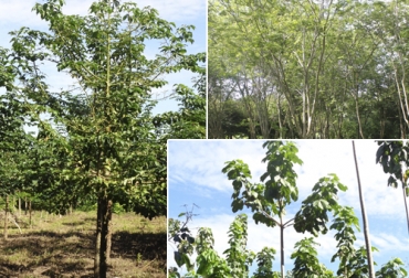 Especies como ébano, macondo y ceiba es importante protegerlas. Foto: Agrosavia. ganadería, ganadería colombia, noticias ganaderas, noticias ganaderas colombia, contexto ganadero, especies en peligro de extinción, agrosavia, upra, sector forestal, agro colombia, sector forestal colombia,