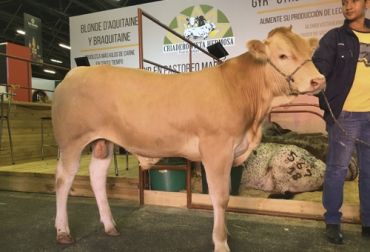 El trabajo del criadero se caracteriza por estar a la vanguardia de la raza del Blonde d´ Aquitaine. Foto: Contextoganadero.com Blonde d´Aquitania, Vanguardia, primeras matrices, Francia, Brasil, Colombia, embriones, recría, animales, ferias, cruzar, producir leche, becerro, ternero, balde, ganaderos, ganadería colombia, ceba, kilo, adaptación, destete, obteniendo, raza, rentabilidad, pajilla, Inseminación, vaca, preñez, superior, CONtexto ganadero, ganaderos colombia, noticias ganaderas colombia