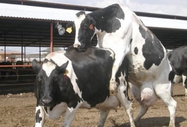 Cuando una vaca está en calor o en celo expulsa a través de la vagina y de manera natural una buena cantidad de flujo o moco trasparente y brillante. Foto: zoovetesmipasion.com calor de la vaca, celo de la vaca, flujo vaginal de la vaca, moco vaginal de la vaca, Reproducción Bovina, fertilización bovina