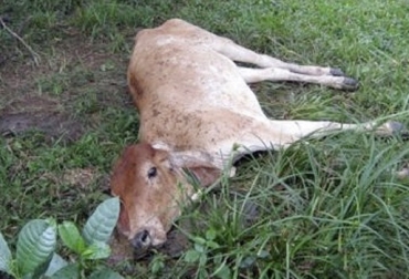 Pese a las pérdidas importantes que genera la enfermedad denominada Carbón, no parece despertar mayor interés entre los productores para ejercer más control sobre la misma. Foto: perulactea.com clostridiosis bovina, Carbón, muerte súbita en los ganados, Vecol, productividad de los hatos ganaderos, vacunas clostridiales (para el carbón), enterotóxicos, histotóxicos, neurotóxicos, Control de la enfermedad, los primo vacunados, CONtexto ganadero, noticias ganaderas de Colombia, bovinos