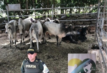 El ingreso de los 4 millones de bovinos sucedió entre los años 2016, 2017 y una parte del 2018, periodo en el que se generó una situación escandalosa en materia de contrabando de ganado, afirmó el presidente ejecutivo de Fedegán. Foto: Fedegán Colombia, Fedegán, Fiebre aftosa, contrabando, 4 millones de bovinos entraron de contrabando durante 2016 y parte de 2018, Lafaurie, Iván Duque Márquez, ICA, Ministerio de Agricultura, circulación viral, CONtexto ganadero, noticias ganaderas de Colombia, fiebre aftosa, bovinos
