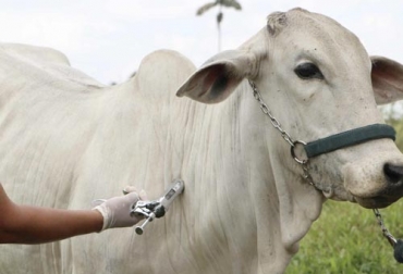 Vecol menciona que algunos animales pueden ser alérgicos a la vacuna contra la aftosa. Foto: Agrocalidad Vacuna, alergia, Componente, animales lecheros, holstein, normando, laboratorio del producto, fedegan, Colombia, animales, razas, delicados, propensos, biológico, vacuna contra la aftosa, Vecol, CONtexto ganadero, ganaderos colombia, noticias ganaderas colombia
