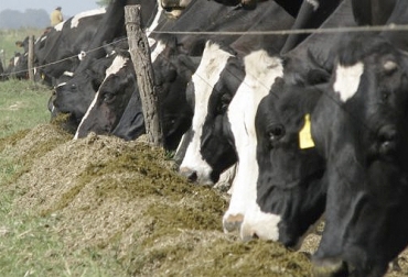 Los desequilibrios minerales pueden provocar la aparición de enfermedades metabólicos en los bovinos. Foto: defrentealcampo.com.ar Desequilibrio minerales ganadería, desequilibrio minerales vacas, Deficiencia de minerales, minerales vacas, minerales bovinos, estrés oxidativo bovinos, disminución en la producción, producción de leche, baja fertilidad, CONtexto Ganadero, ganaderos Colombia, noticias de ganadería colombiana