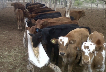 La etapa del destete es estresante para el ternero, por lo cual hay que vigilar su estado sanitario. Foto: inta.gob.ar destete terneros, destete crías bovinas, destete bovinos, desleche, destete transición, manejo de los terneros, alimentación de terneros, cría de terneros, destetar terneros, métodos para destetar, cómo manejar terneros destetados, CONtexto ganadero, ganaderos colombia, noticias ganaderas colombia